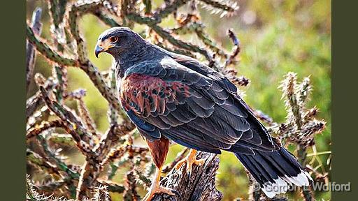 Harris's Hawk_75229.jpg - a.k.a. Harris Hawk, formerly known as the Bay-winged Hawk or Dusky HawkHarris's Hawk (Parabuteo unicinctus) photographed in the Sonoran Desert west of Tucson, Arizona, USA.